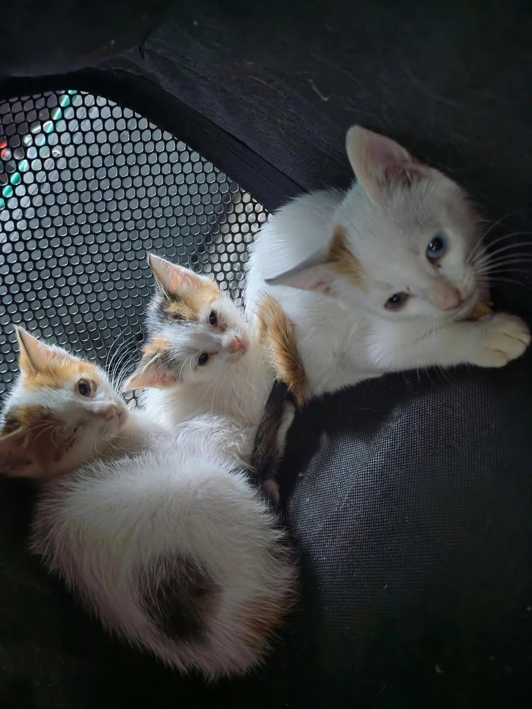 Silvestre, Edén, Luca (11/19)