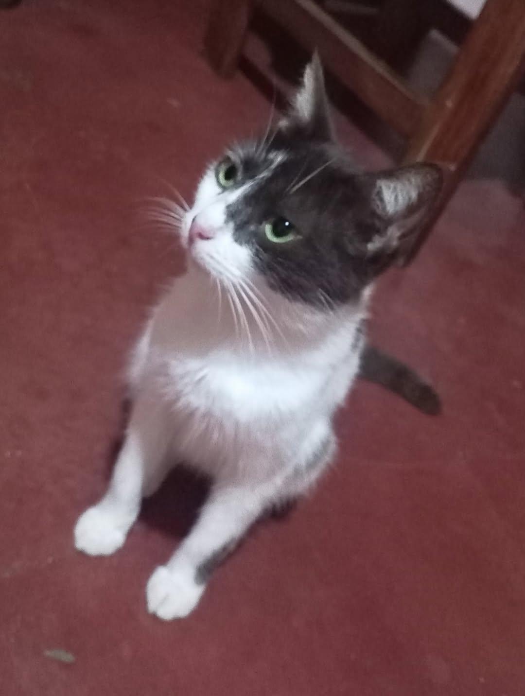 Silvestre, Edén, Luca (13/19)