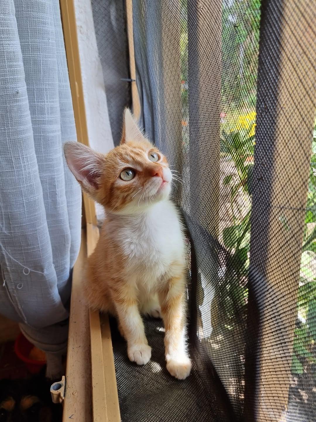 Silvestre, Edén, Luca (15/19)