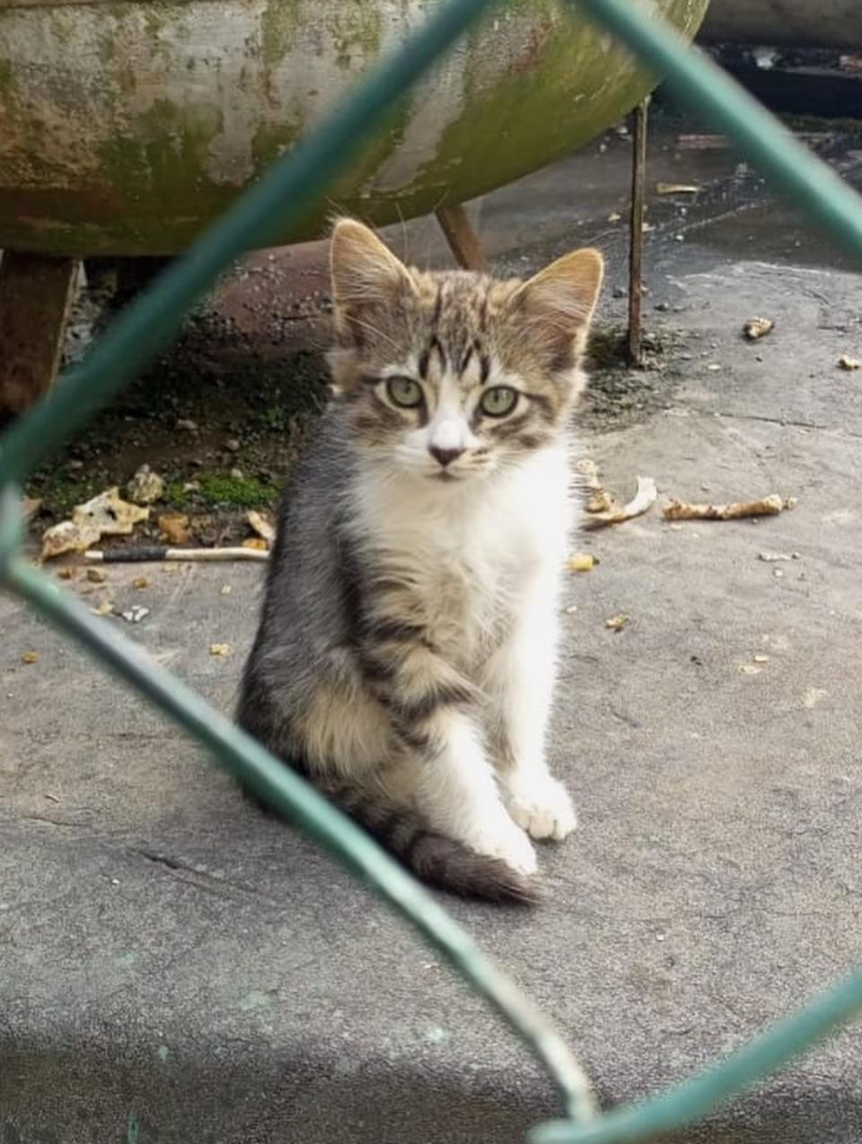 Silvestre, Edén, Luca (17/19)