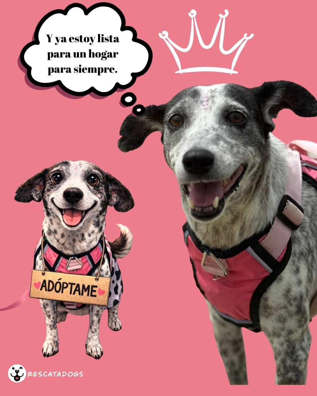 Alegría (11/20)