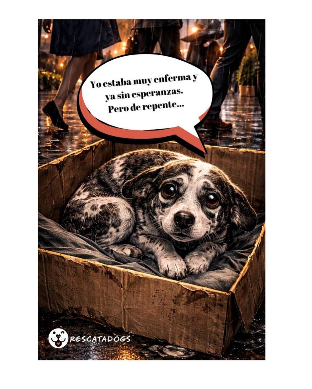 Alegría (5/20)