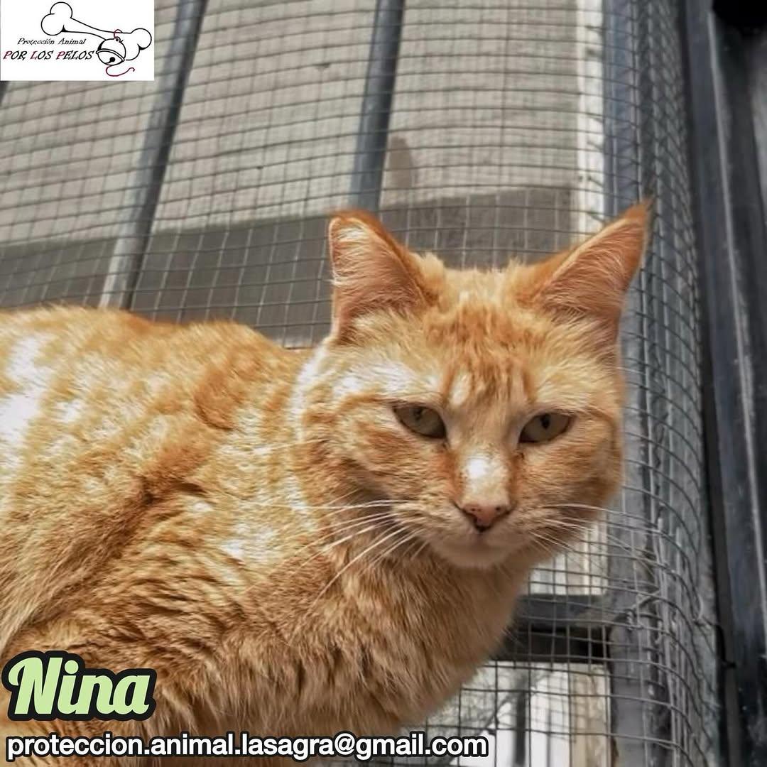 Nina (4/4)