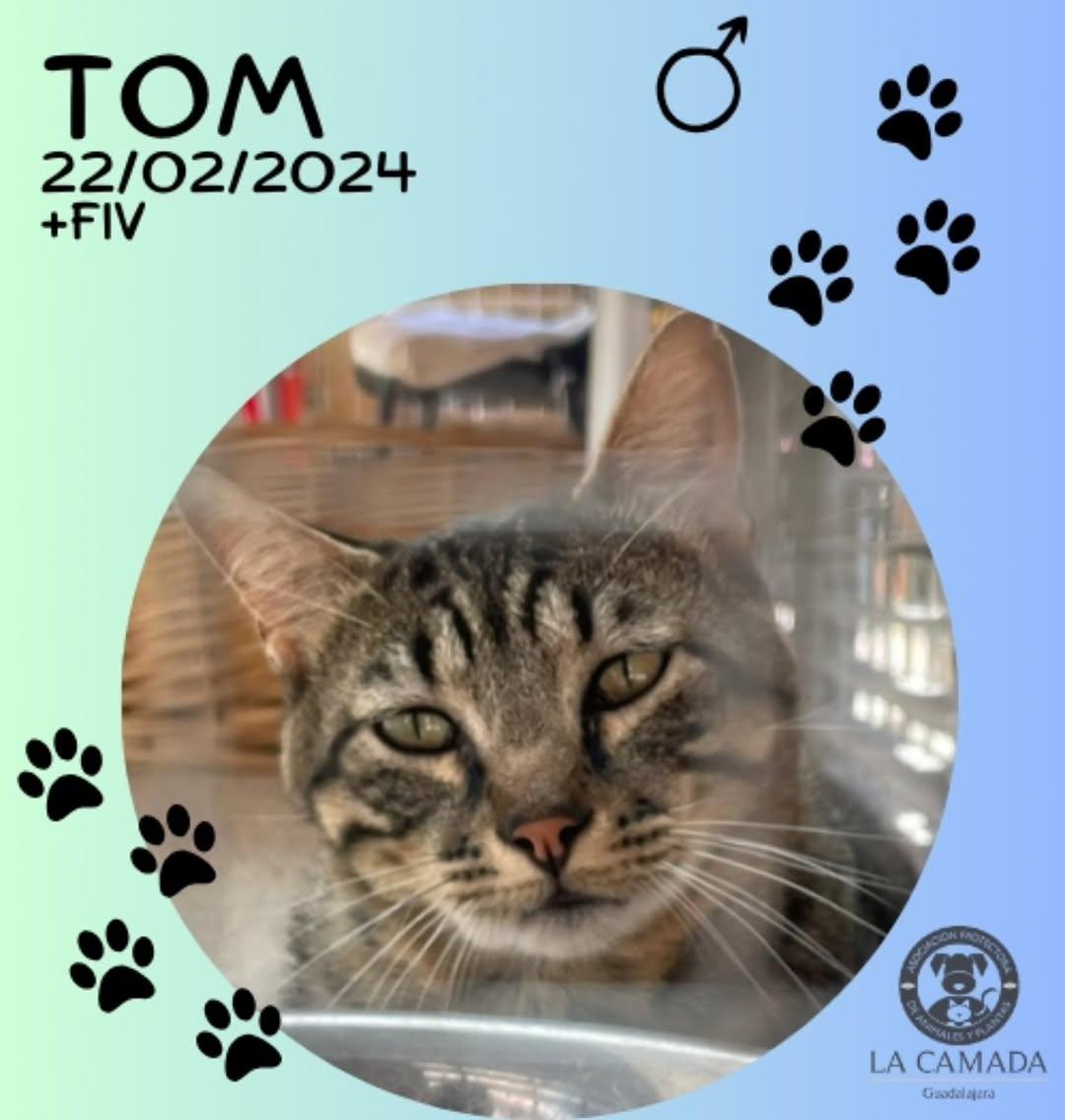 Tom (1/2)