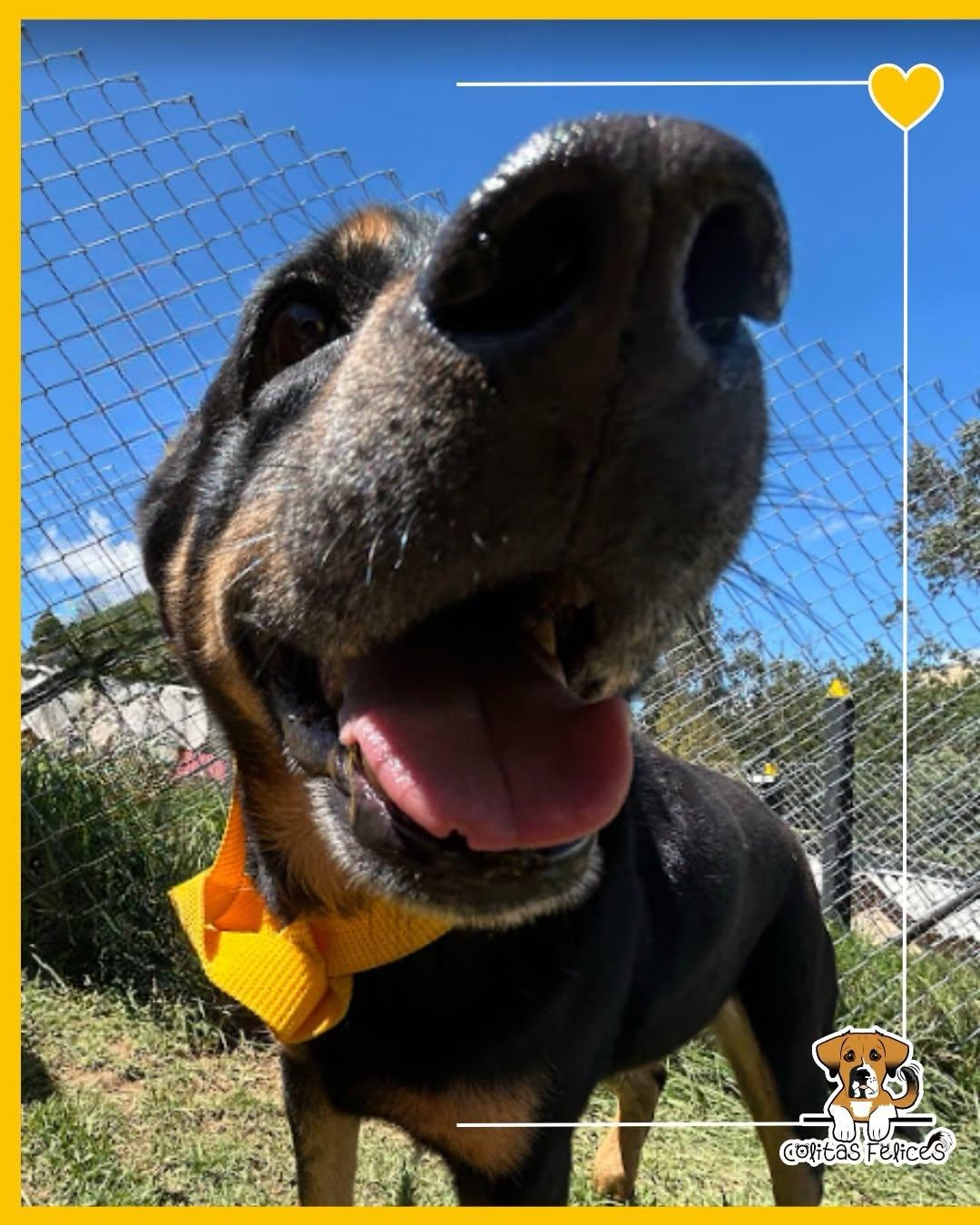 Pedro (4/10)