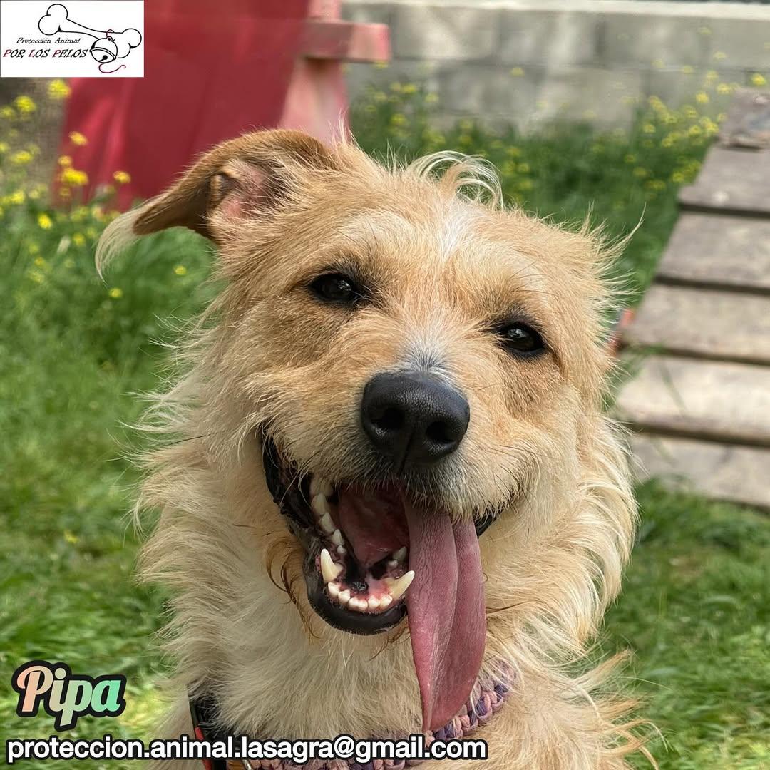 Pipa (2/14)