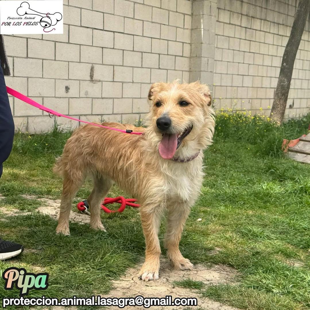 Pipa (11/14)