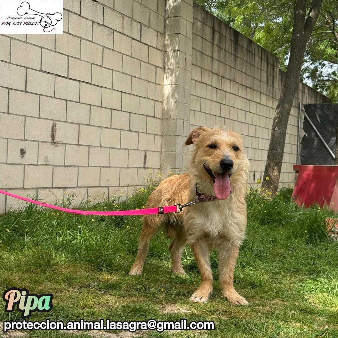 Pipa (12/14)