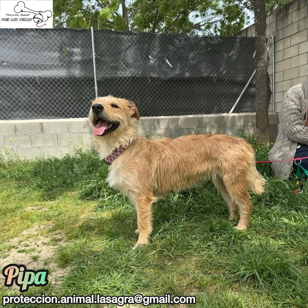 Pipa (13/14)