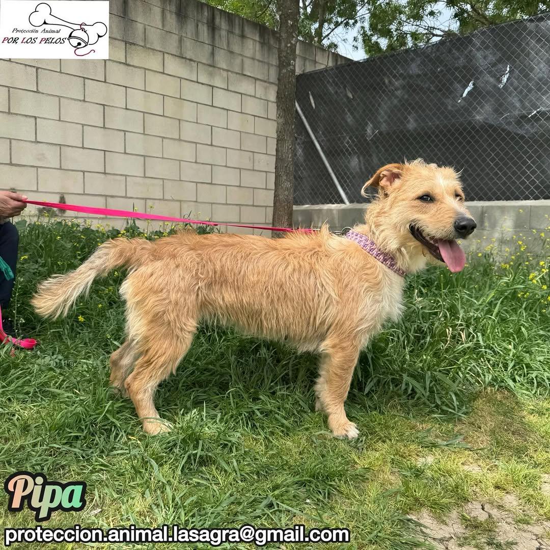 Pipa (14/14)