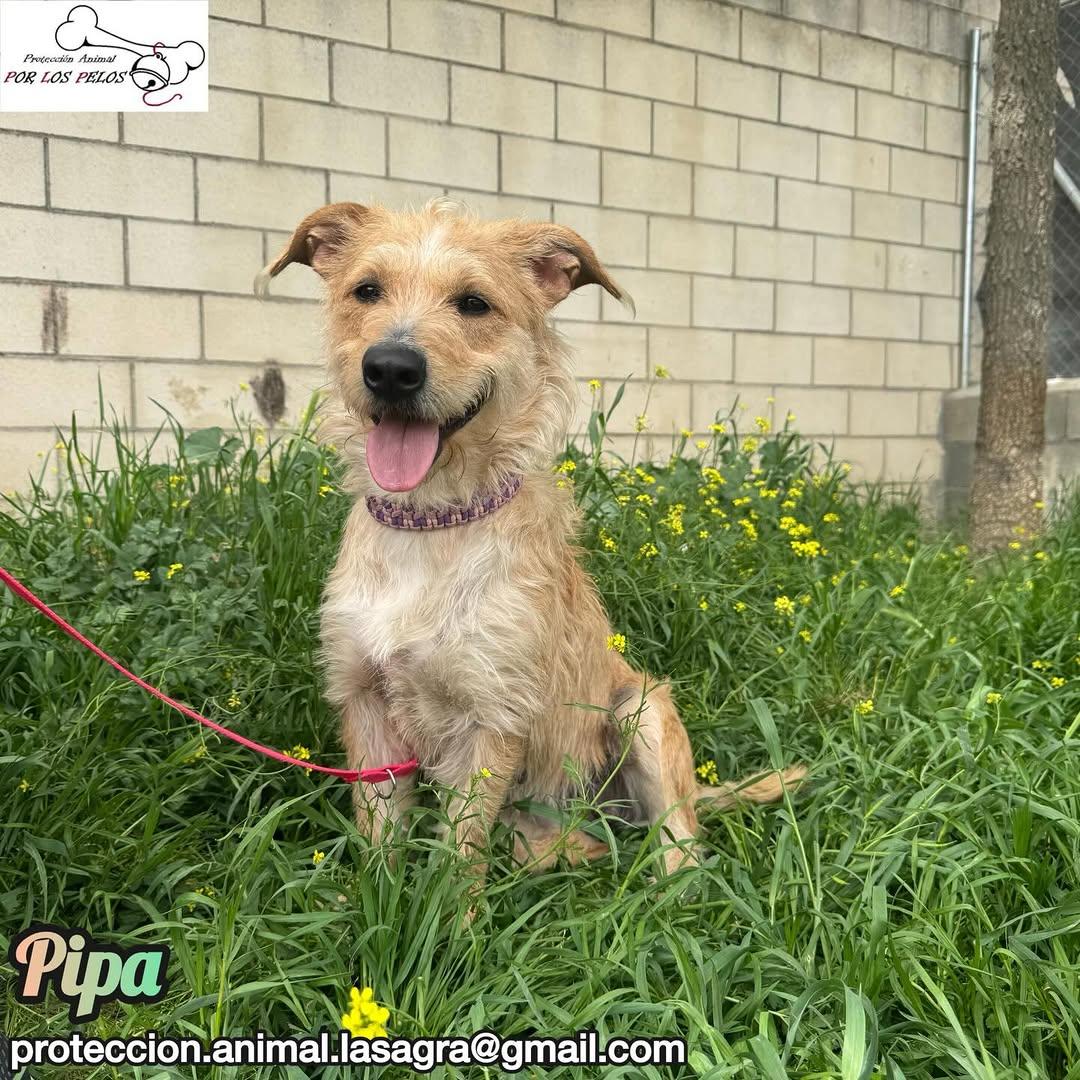 Pipa (3/14)