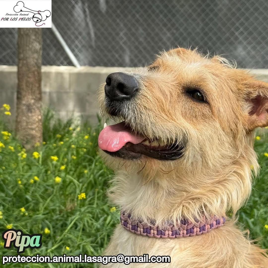 Pipa (4/14)
