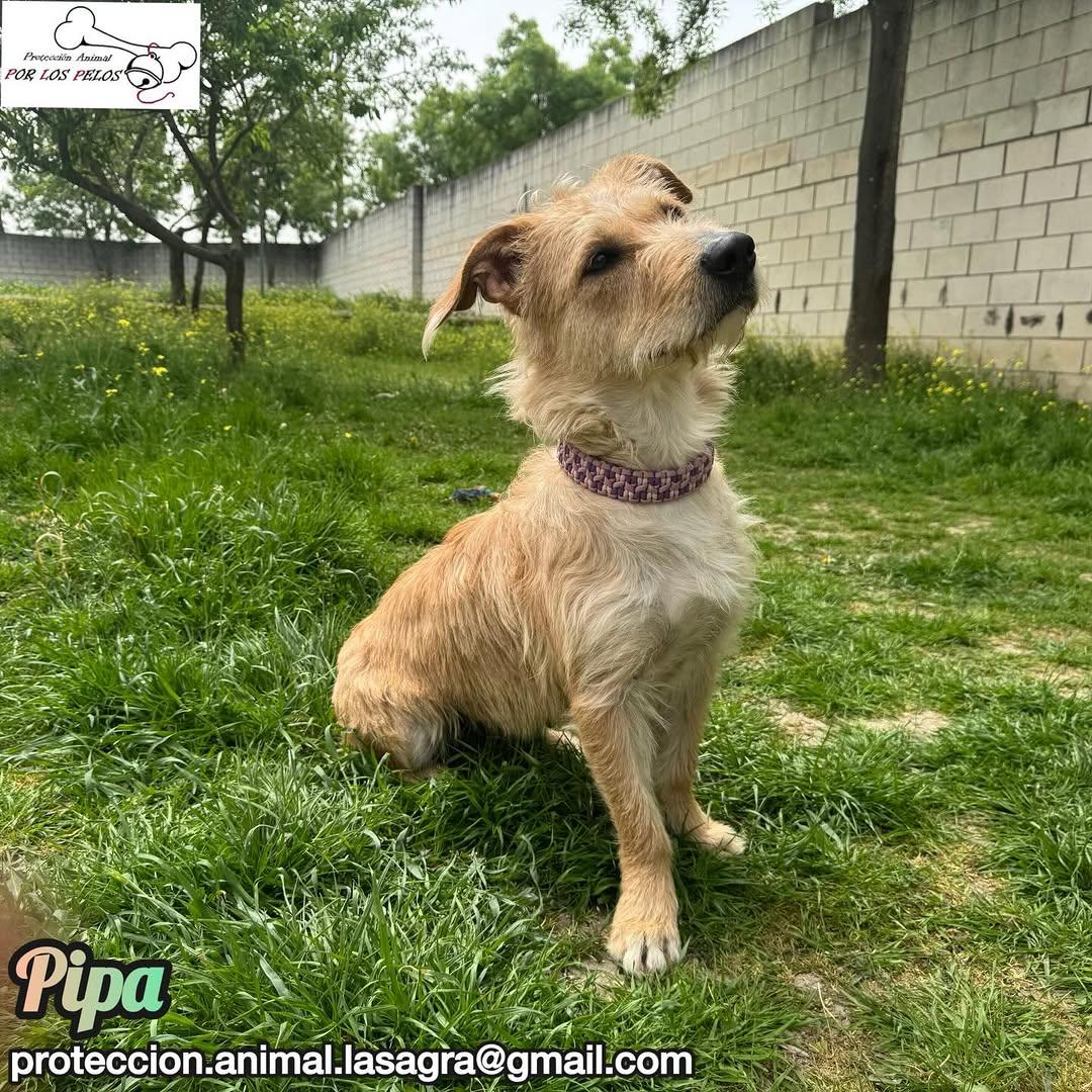Pipa (5/14)
