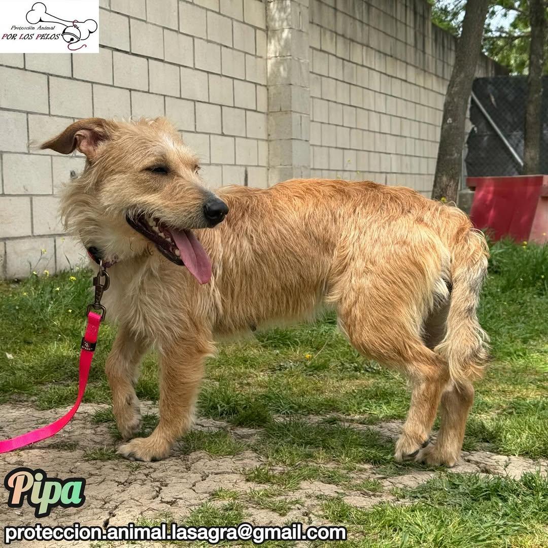 Pipa (6/14)