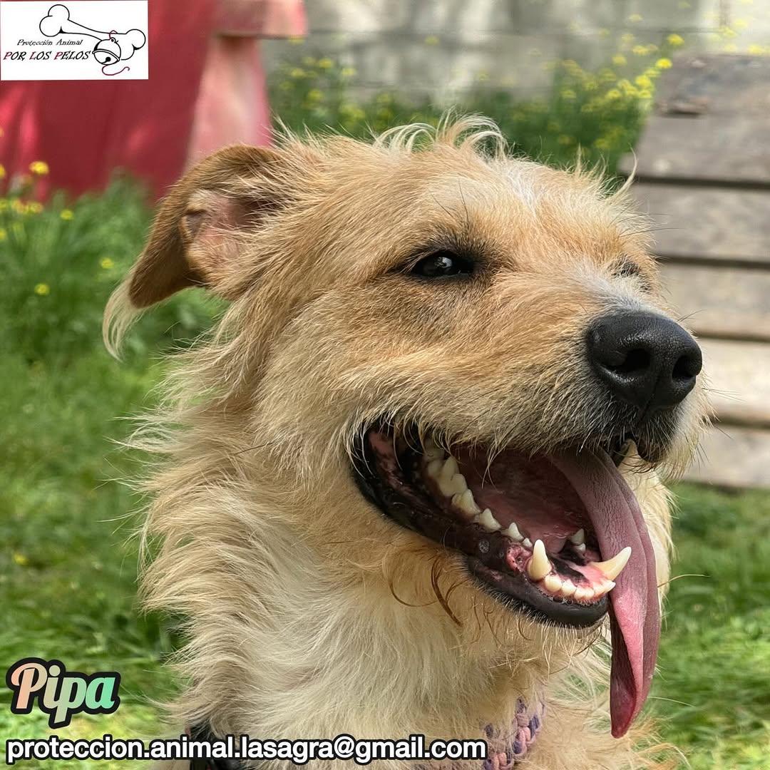 Pipa (7/14)