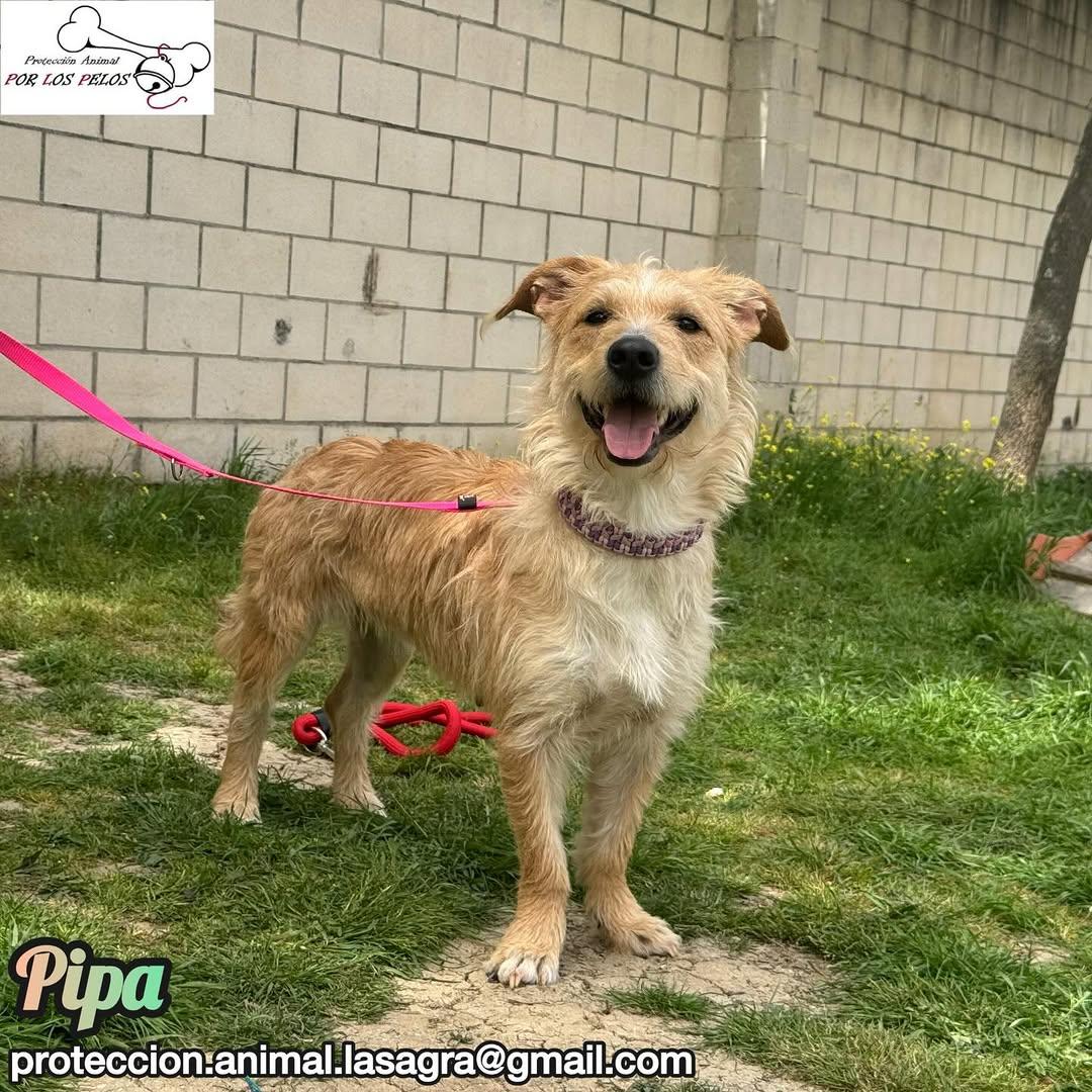Pipa (8/14)