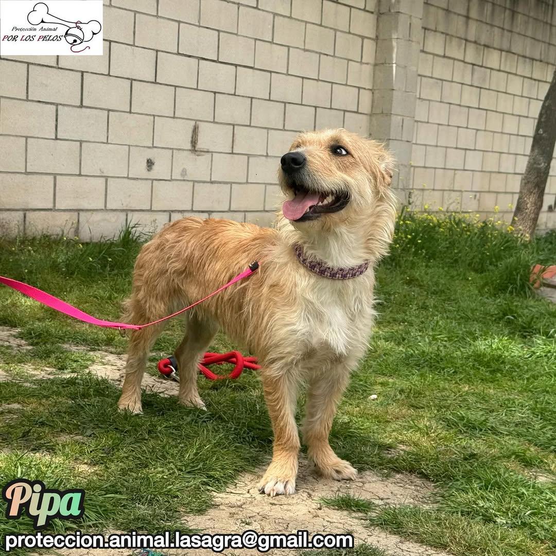 Pipa (9/14)