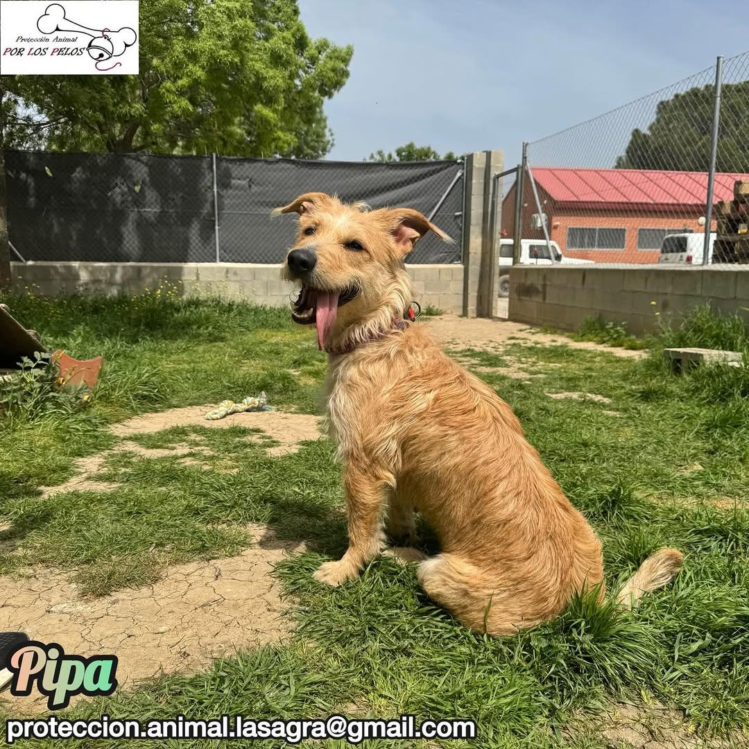 Pipa (10/14)