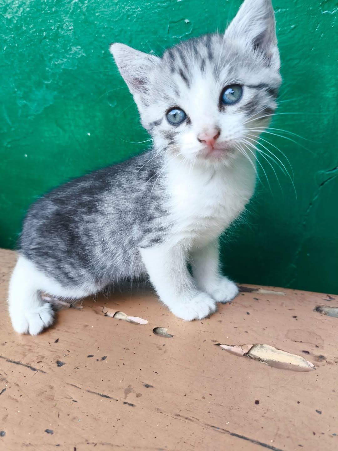 Felipa, Gaia, Nux +1 (13/19)