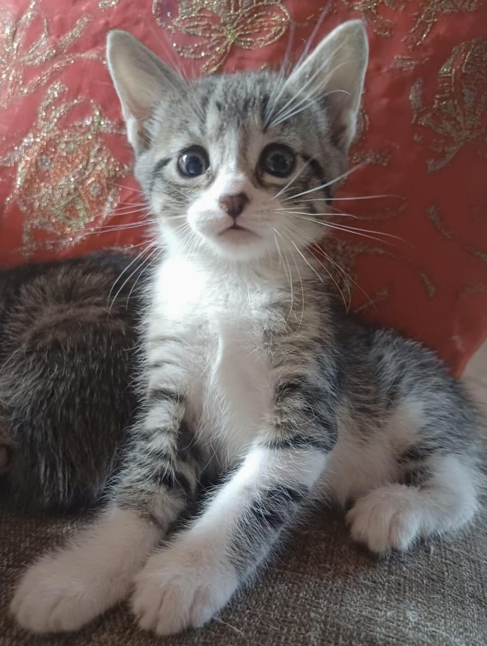 Felipa, Gaia, Nux +1 (14/19)