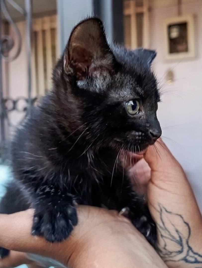 Felipa, Gaia, Nux +1 (16/19)