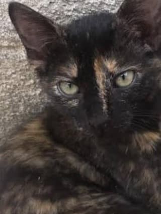 Felipa, Gaia, Nux +1 (17/19)