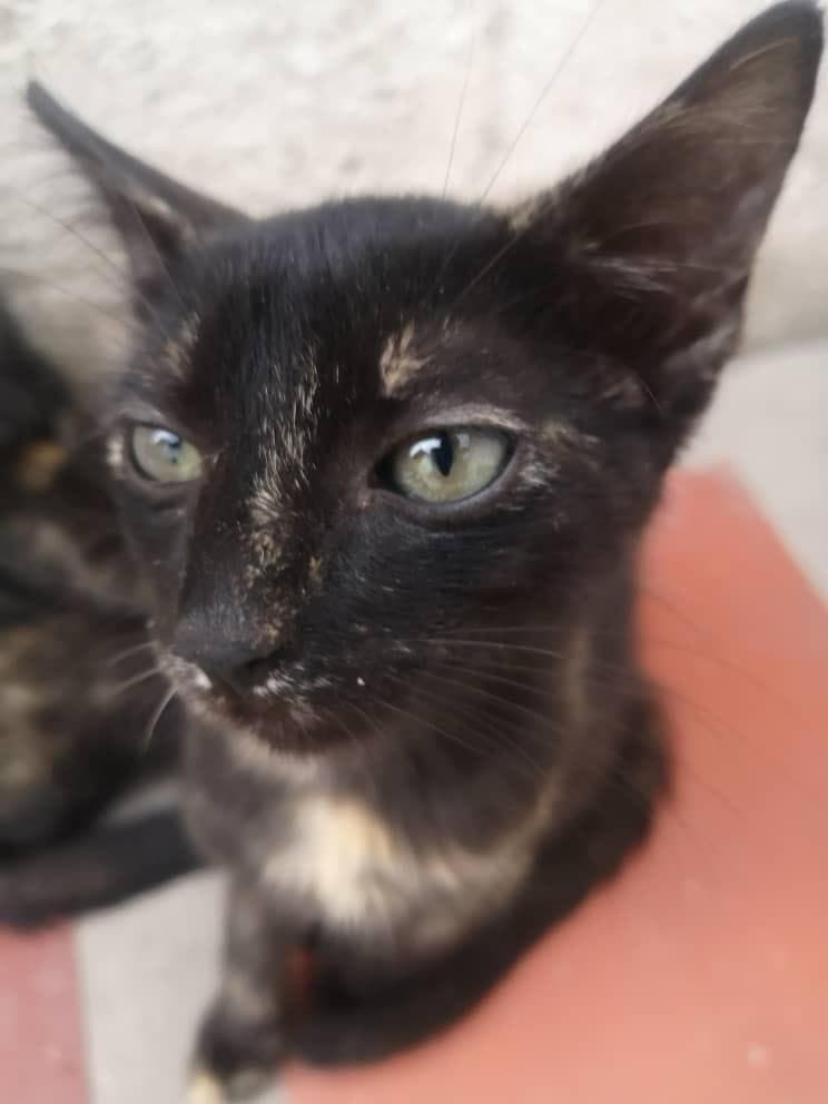 Felipa, Gaia, Nux +1 (18/19)