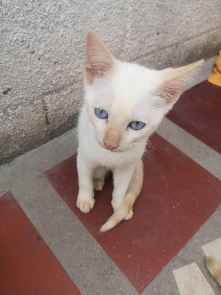 Felipa, Gaia, Nux +1 (19/19)