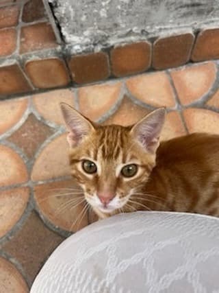 Felipa, Gaia, Nux +1 (6/19)