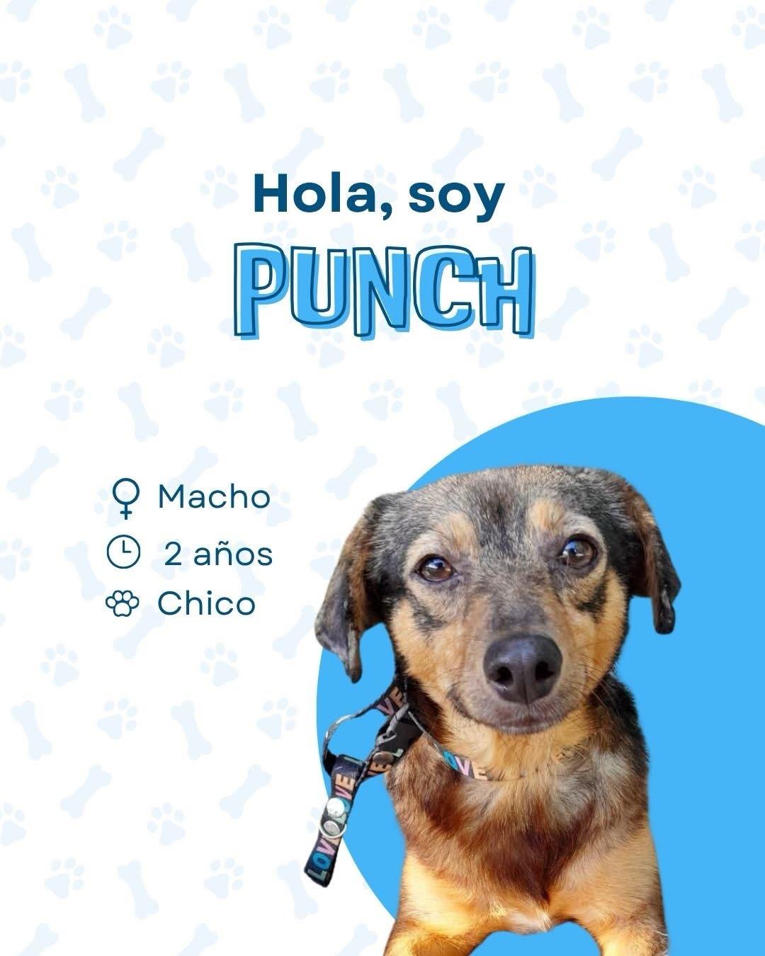 Punch (1/4)