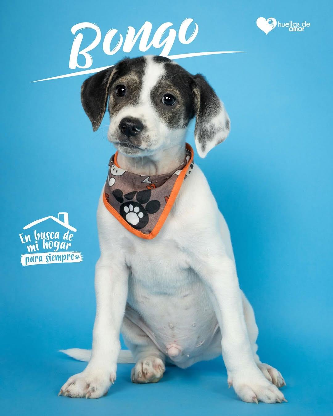 Bongo (1/10)