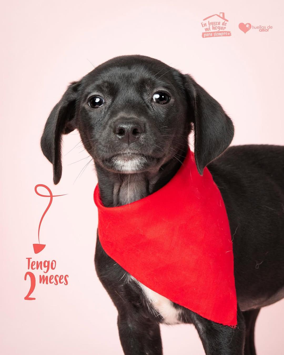 Bongo (4/10)