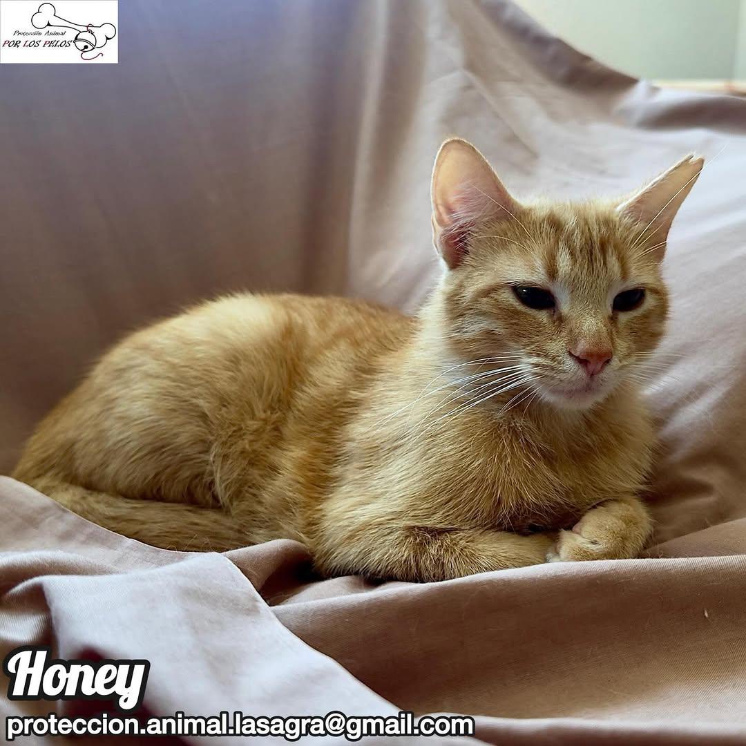 Honey (3/7)