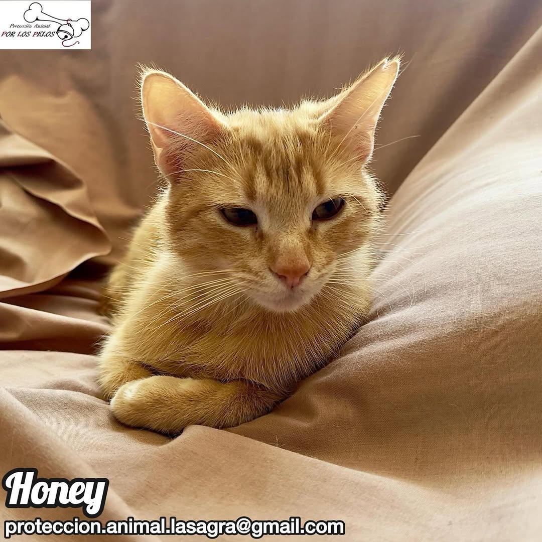 Honey (4/7)