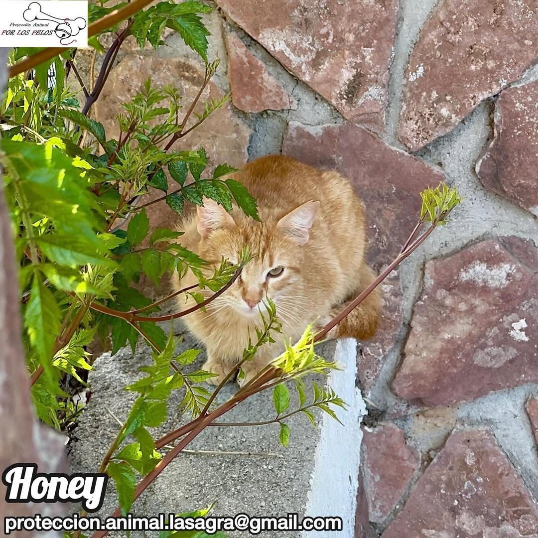 Honey (5/7)
