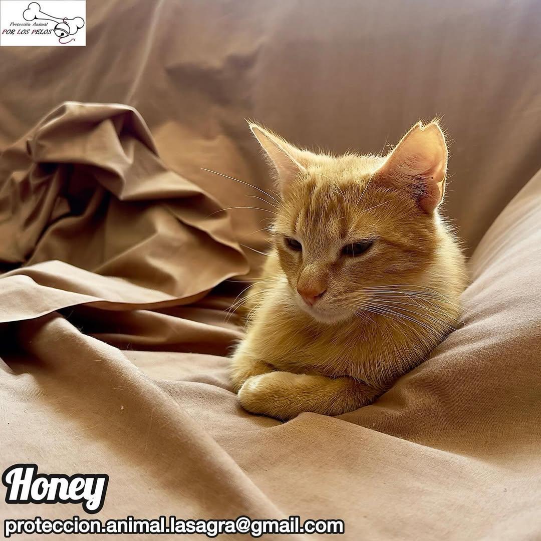 Honey (6/7)