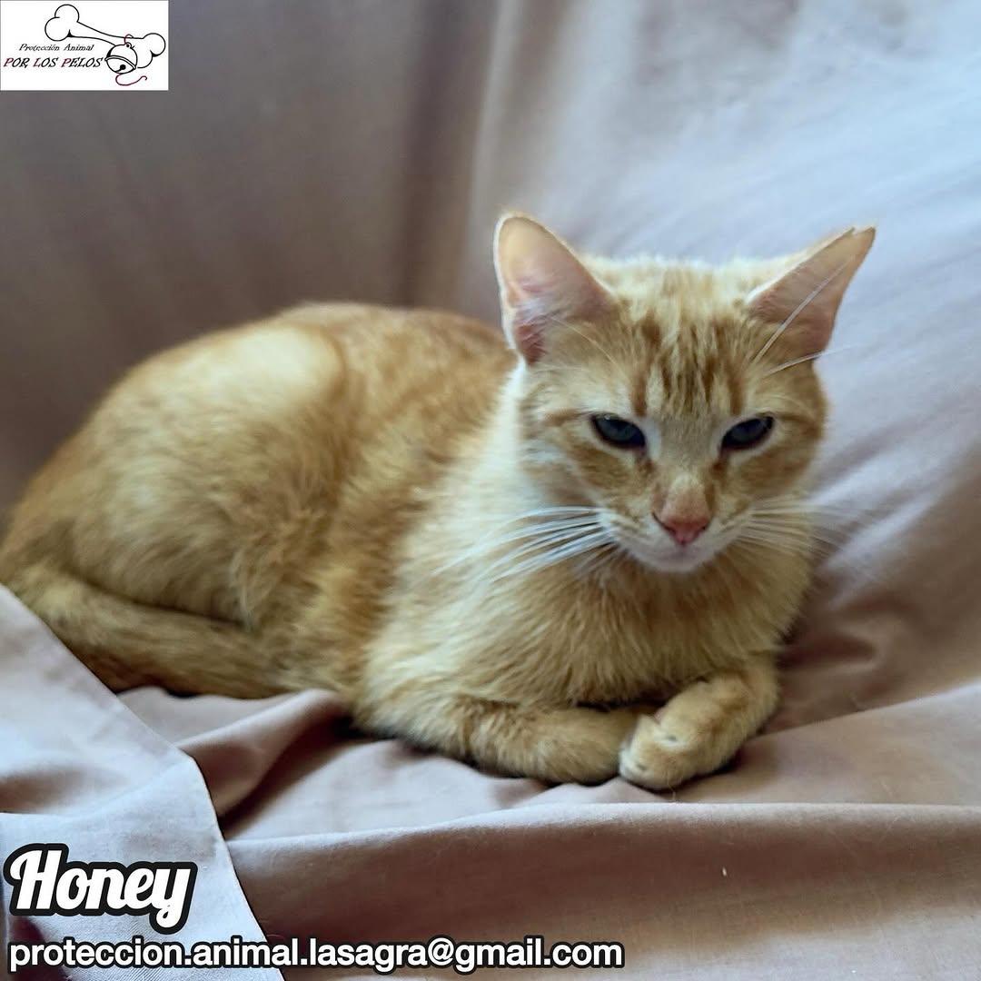 Honey (7/7)