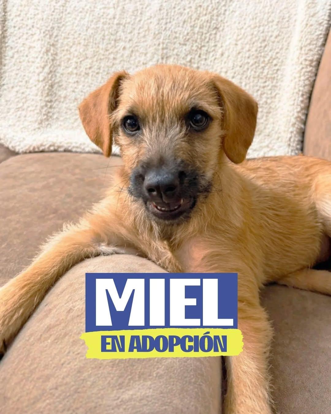 Miel (1/4)