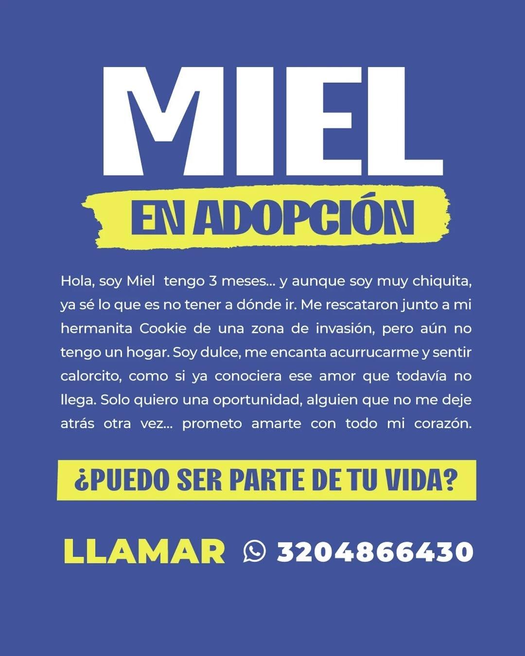Miel (3/4)