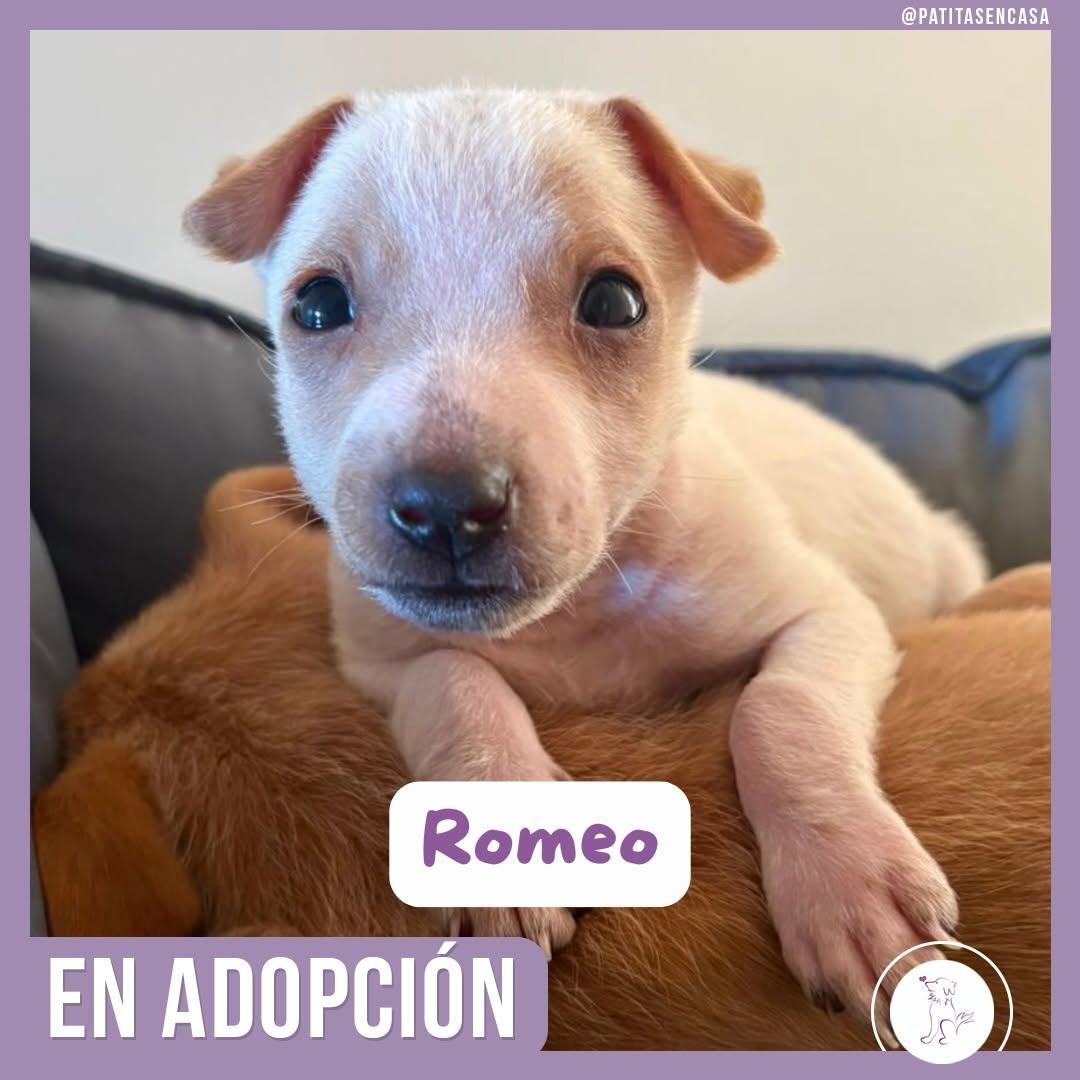 Mateo, Romeo (2/2)
