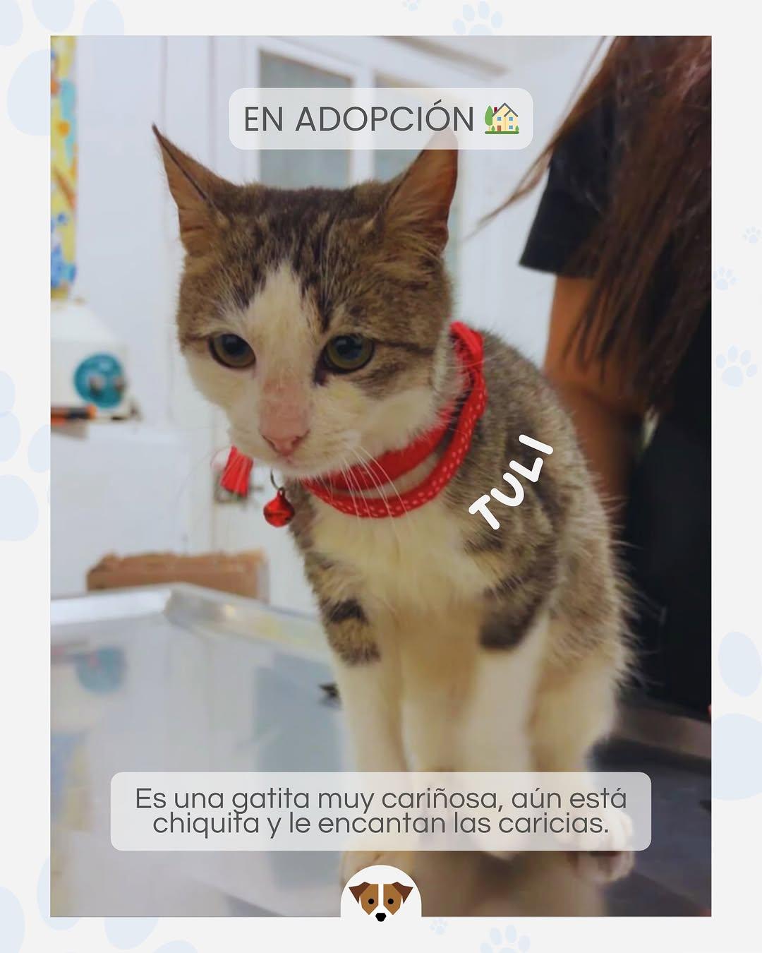 TULI (1/2)