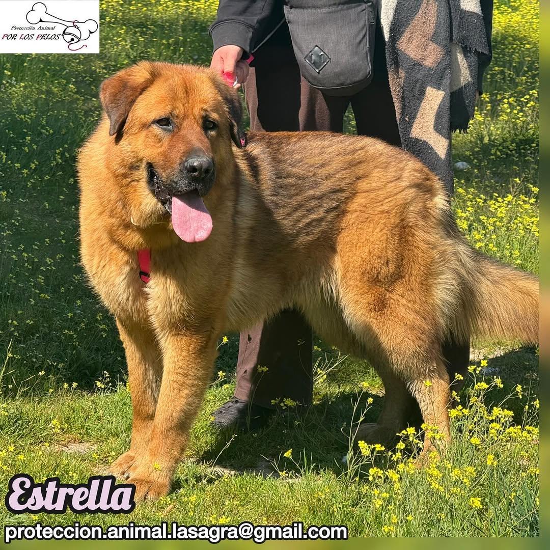 Estrella (2/9)