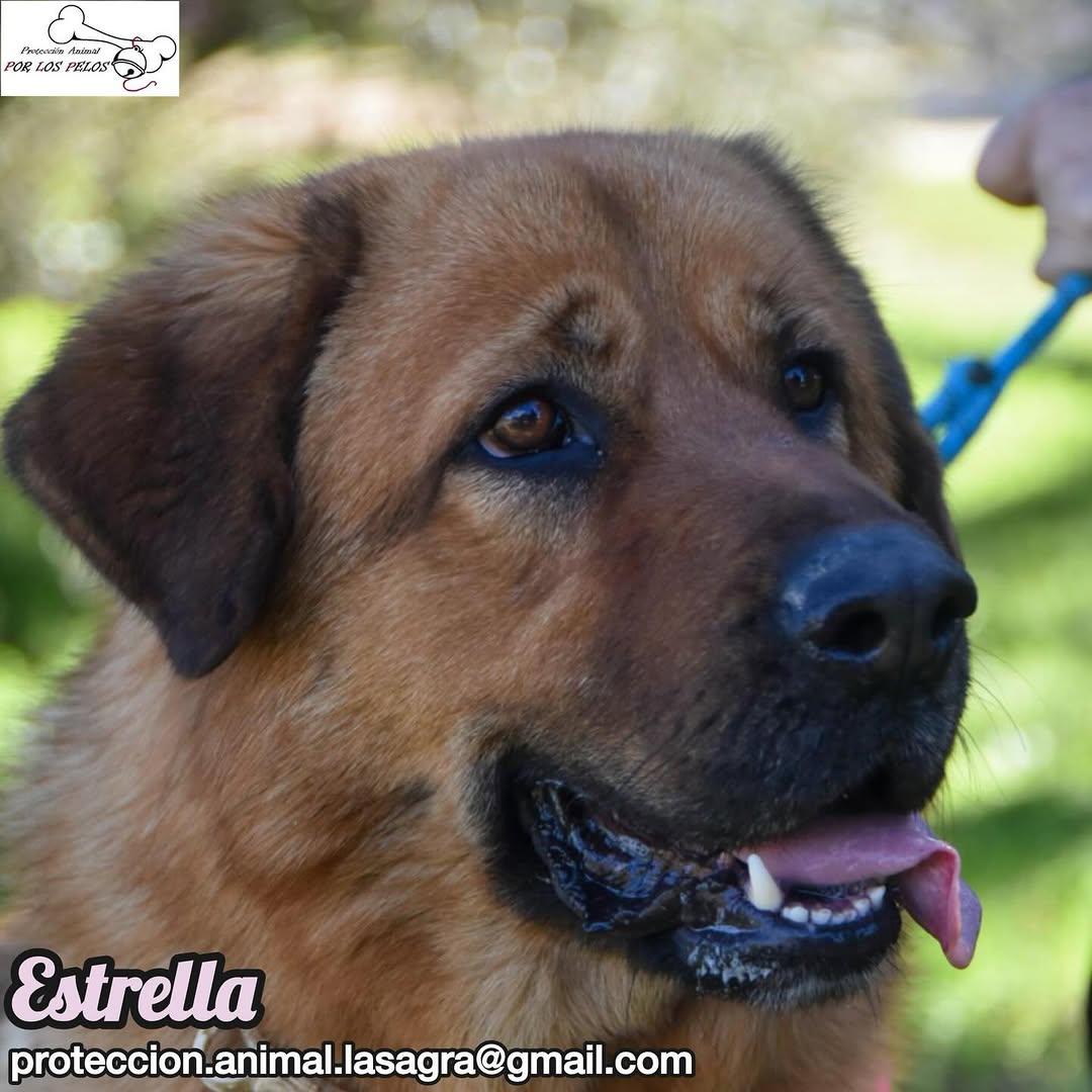 Estrella (3/9)