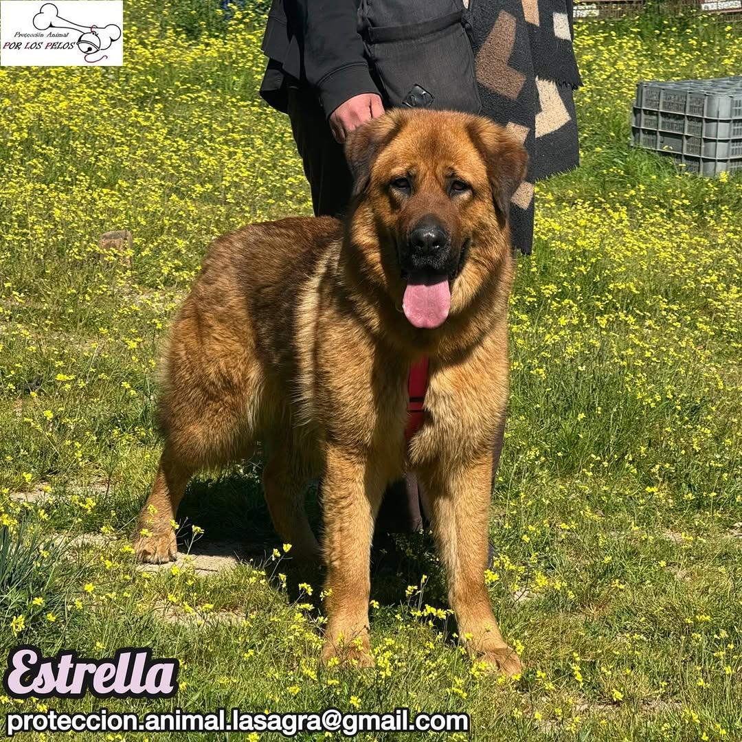 Estrella (4/9)