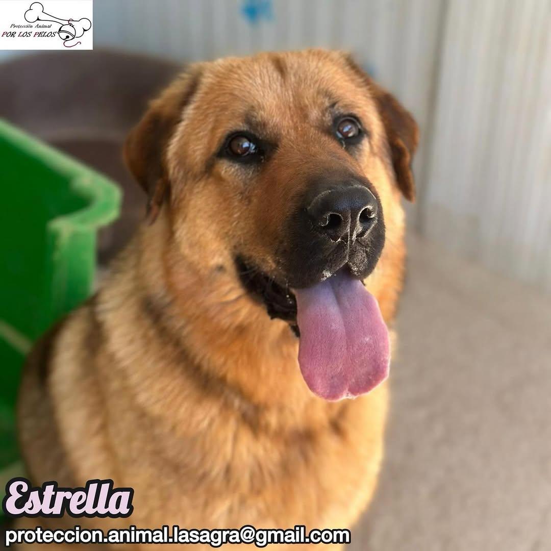 Estrella (5/9)