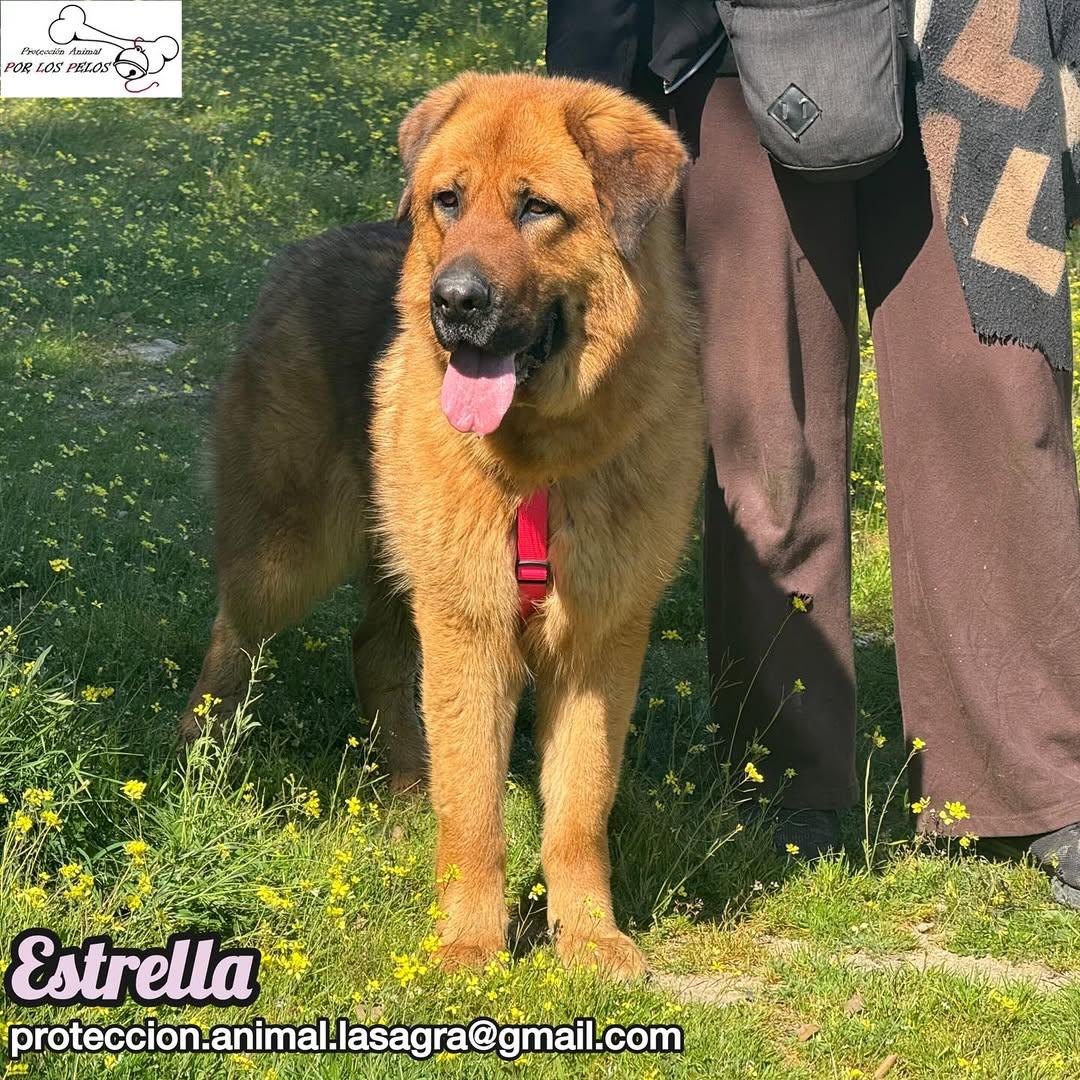 Estrella (6/9)
