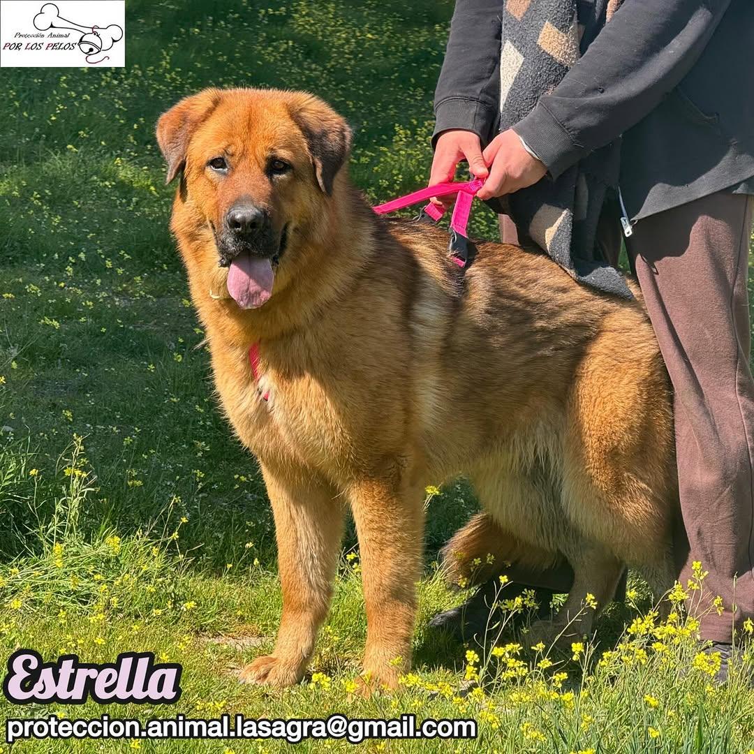 Estrella (7/9)