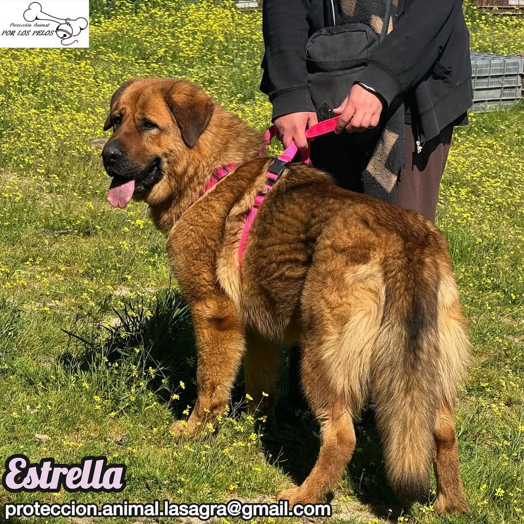 Estrella (8/9)