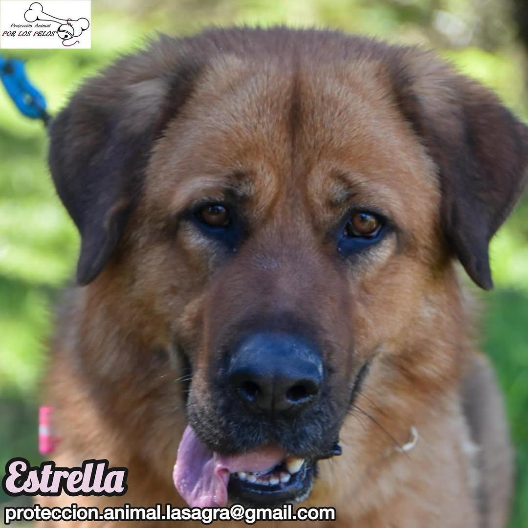 Estrella (9/9)