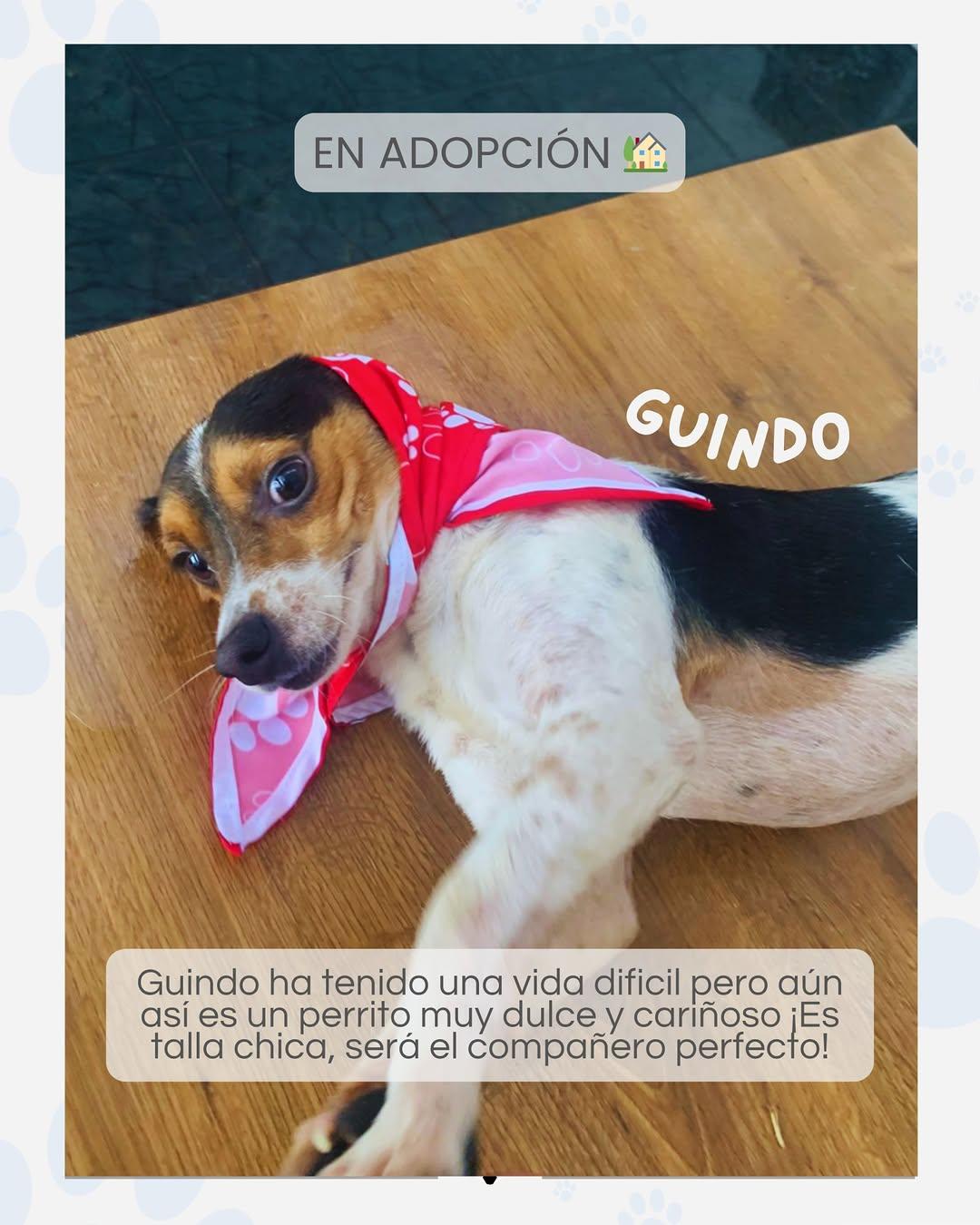 GUINDO (1/3)
